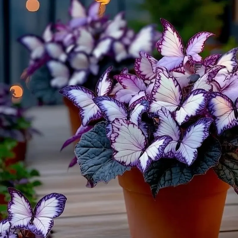 butterfly wings plant - TikTok Shop