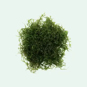 Java Moss
