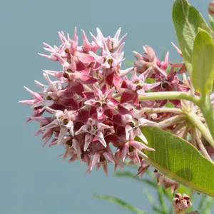 Showy Milkweed Seeds - Native Perennial Wildflower