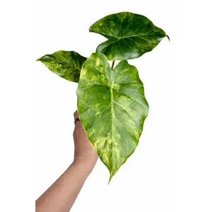 3” Alocasia Gageana Aurea Variegated