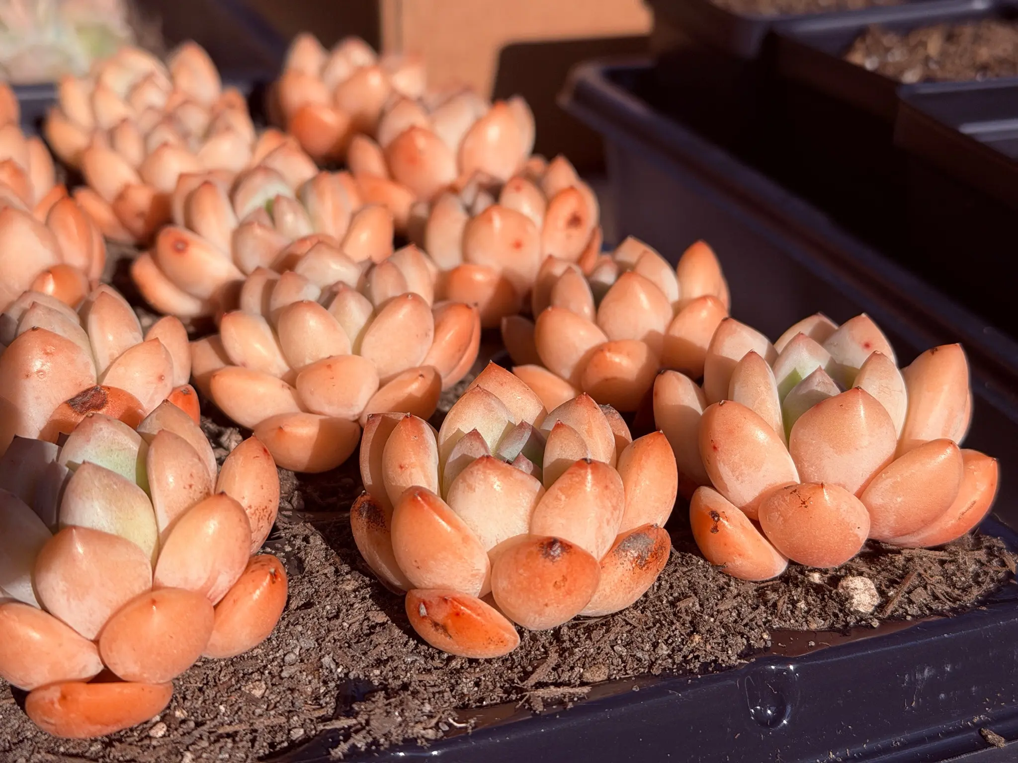 Echeveria 'Orange Jelly' Single Head (around 1.5'') - Bare Root Succulents - Terra Tales