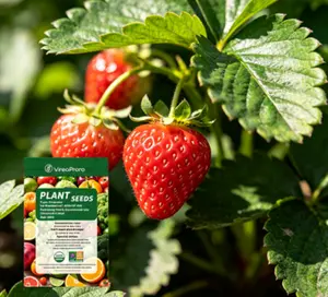 Camarosa Strawberry Seeds for Home Garden, Sweet Red Berry Planting Seeds, Non GMO Fruit Garden Kit for Outdoor Patio Raised Bed Balcony Planter