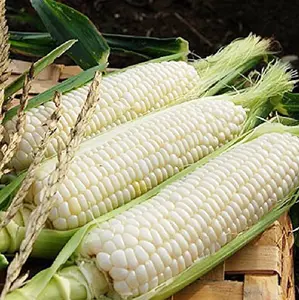 50 Waxy Corn Seeds for Planting - Sticky Corn Seeds - White Corn Plant - White Glutinous Corn - Sweet Corn Seeds for Garden