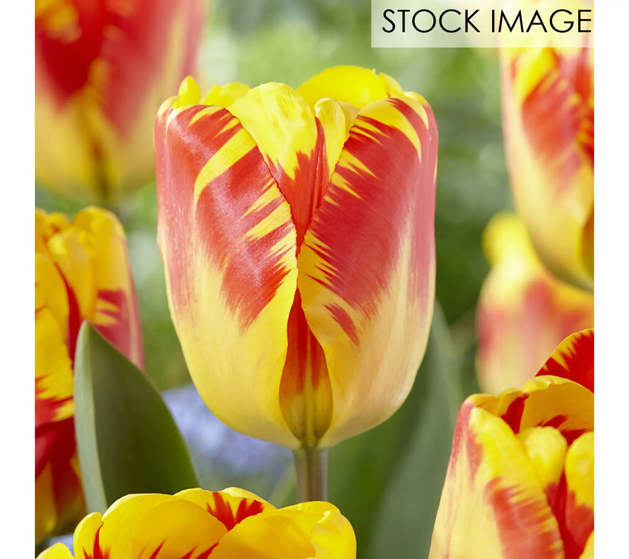 Van Zyverden Tulips Banja Luka Set of 12 Bulbs