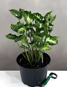 Syngonium Godzilla