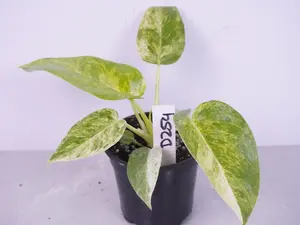 RARE Philodendron Giganteum Blizzard | Variegated Philodendron