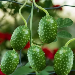 TomorrowSeeds - West Indian Gherkin Cucumber Seeds -  Cucumis Anguria Burr Maroon Spiky Cocombro Pepino Silvestre Vegetable Seed 2024 Season