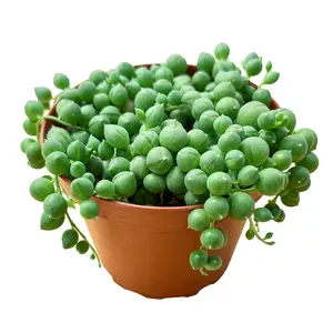 String of Pearls 4in Pot Live Succulent Plant, Trailing Hanging Succulents