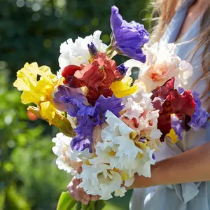 Rare Heirloom Iris Seeds - Beautiful and Colorful Blooms for Your Garden - Multi-Varieties