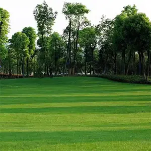 For a Lush, Carpet Lawn: 400,000 Seeds Offering Rapid Growth and All-Weather Hardiness for Elite Turf.