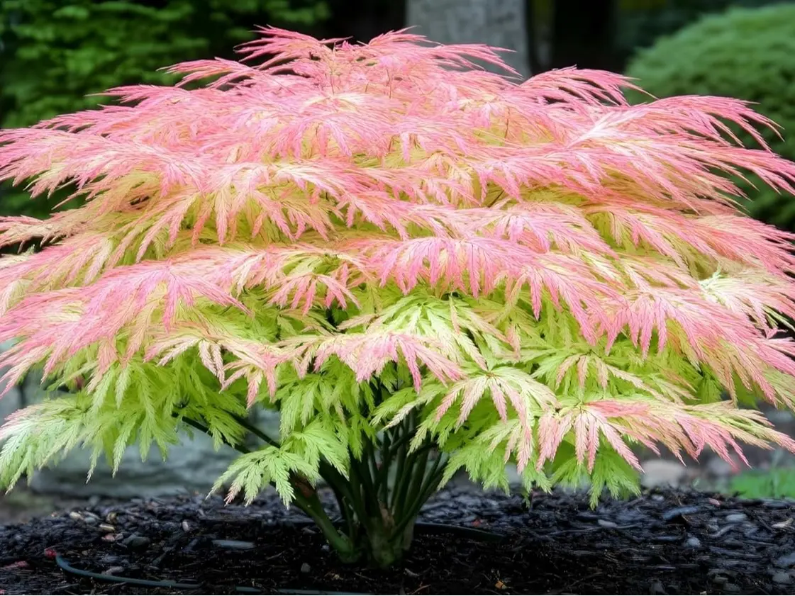 Green Geisha Girl Japanese Maple Bonsai Tree Seedling for Planting - Approx 12-18 Inches Tall - Ready to Train, No Pot Included - Grow Indoor or Outdoor