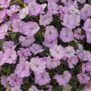 Impatiens SunPatiens® Compact Orchid Blush - 2.5" Pot / Box of 4.