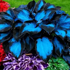 1000+ Blue & Black Hosta Seeds – Reliable Shade Plants for Your Garden
