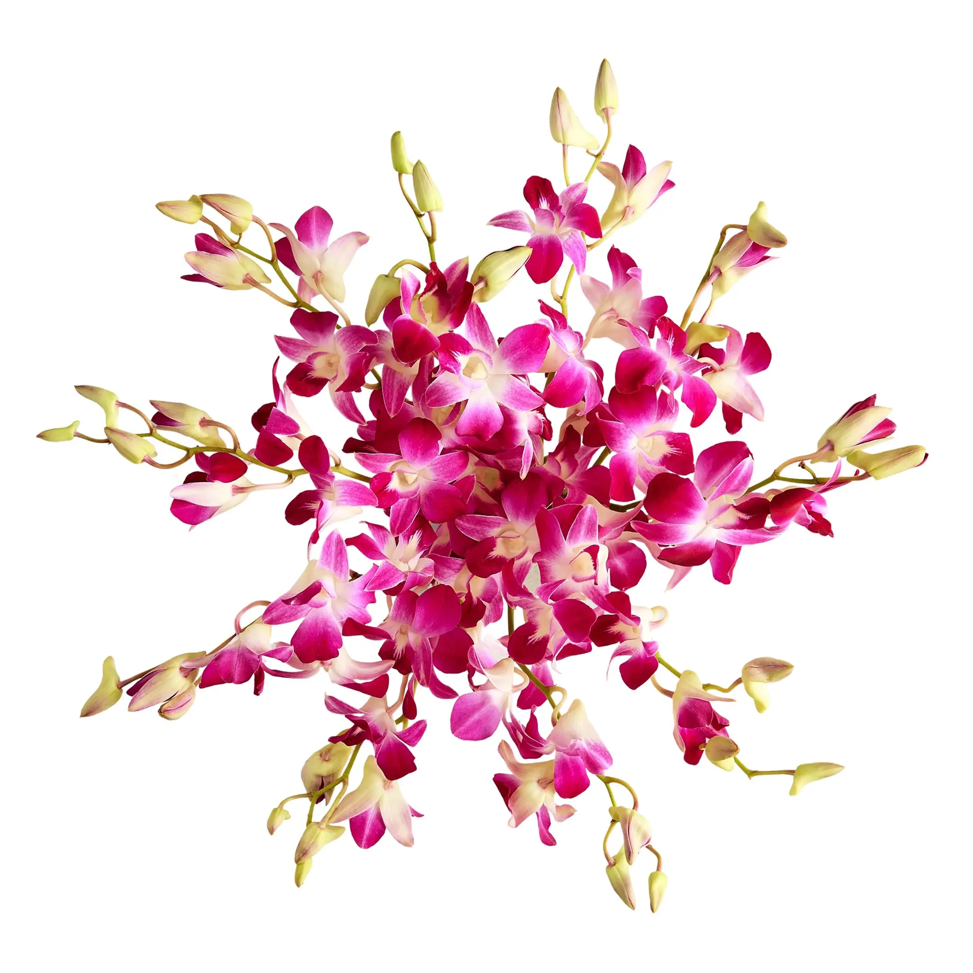 1800 Flowers – 10 Stem Exotic Breeze™ Orchids, No Vase Included 1800 Flowers – 10 Stem Exotic Breeze™ Orchids, No Vase Included