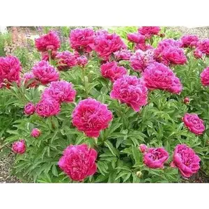 PEONY - Dr. Alex Fleming , Perennial