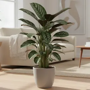 Calathea 'Vittata'