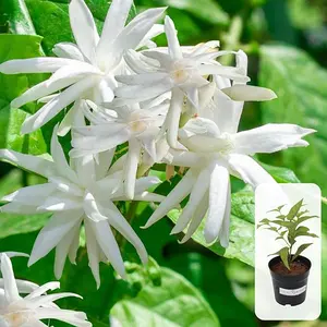 Jasmine Belle of India Plant White  Flower Plant 5 to 7 Inch Tall