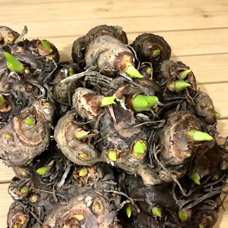 Night Scented Tuberose Flower Bulbs, Intense Creamy Fragrance, Perennial Bulbs For Outdoor Landscape & Indoor Containers