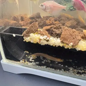 Aquarium Cave/hiding Place, Safe Space for Fish & Amphibians, Ideal Habitat for Climbing Reptiles, Enhances Aquarium Decor & Animal Comfort, Aquarium Accessories