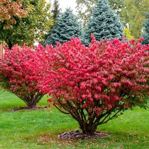 Burning Bush Tree Euonymus Alatus A.k.a. Seeds 4 Pack x 50 Seeds Tropical Exotic Indoor Container Balcony Patio