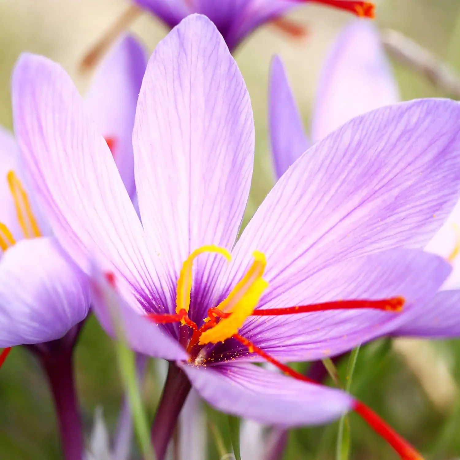 CHUXAY GARDEN Flame of the Snowy Mountains Oriental Mage Saffron Perennial Ornamental Potted Flower Seeds - 100 Non-GMO, Drought-Tolerant Herb Seeds for Container Gardening, Home Planting to Grow Flowers, Home Planting Seeds