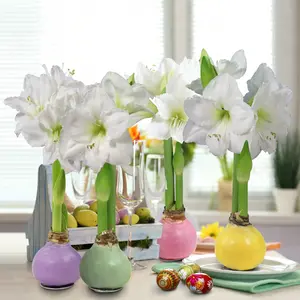 Pastel Collection of White Blooming Giant Amaryllis Bulbs (4 pack)