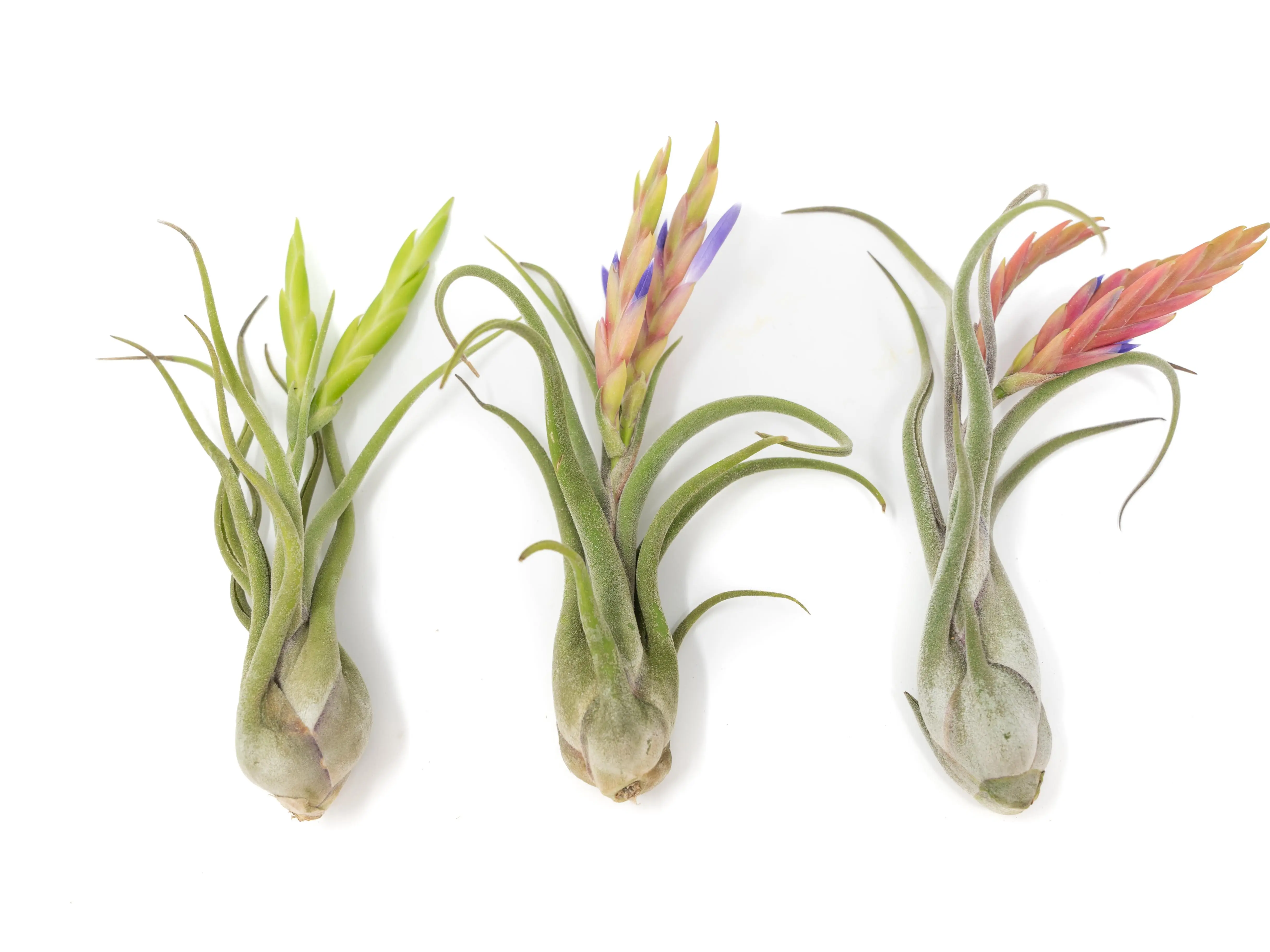 Tillandsia Caput Medusae Air Plants 3 Pack - Low Maintenance Houseplant Decor - Whimsical Vintage Air Purifying Self Care Healthy Living - Pastel Green Leaves Pink Blooms - Free Fast Shipping
