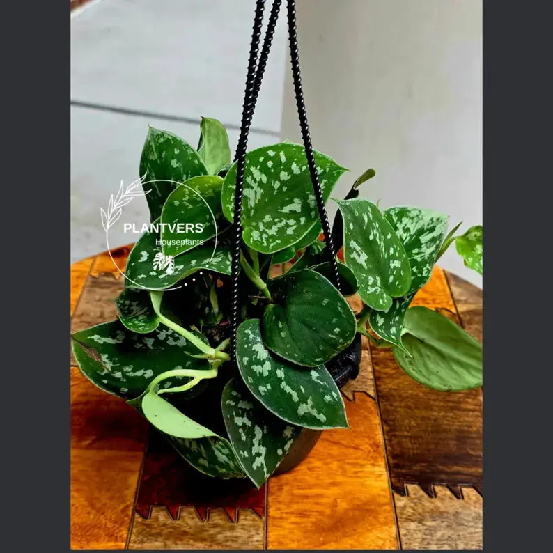Silver Satin Pothos in 4" Hanging Basket - Scindapsus Pictus Live Plant - Rare Trailing Indoor Vine - Easy Care Plant