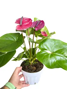 6" Anthurium 'Purple', Live Houseplant, Indoor Plant