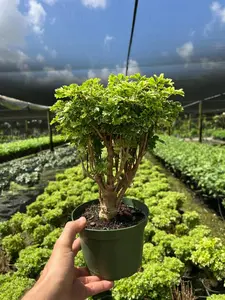 Aralia Ming Gold Bonsai Tree | Live Indoor & Outdoor Tropical Houseplant | Home and Office Decor | Rooted Easy Care Plant in 6" inch Pot