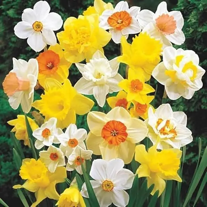 10 Bulbs Mixed Daffodil Bulbs for Planting, Large Spring Flower Bulbs, Perennial Garden Blooms for Borders and Landscaping, Size 12/14 cm