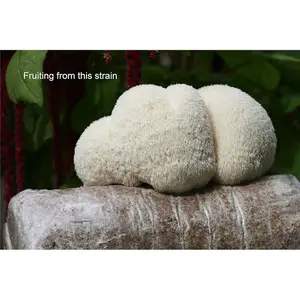 Lion's Mane Mushroom 10cc 100% Clean Active Mycelium Liquid Culture for Colonization and Formation