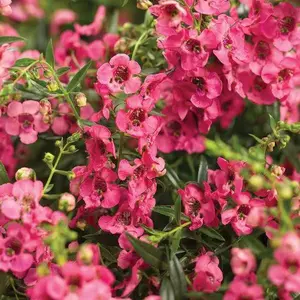 Green River 200 Watermelon Snapdragon Seeds - Snapdragon Flower Seed Pack, Vibrant Summer Color, Pollinator Garden Essential, Perennial-Like Blooms For Containers And Beds