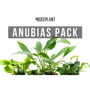 Assorted Anubias Plant Pack Assorted Anubias Plant Pack