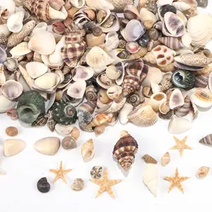 Natural Seashells Set Including Conch & Starfish, Ideal for DIY Crafts, Bracelet Making, Fish Tank Decor, Home Party Decoration, Home Decor Accessory