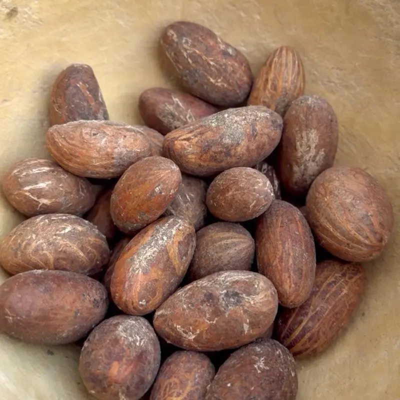 Bitter Cola/ Kola Nuts/ Petit Cola