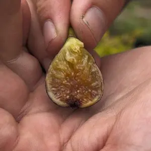 LSU Purple Fig