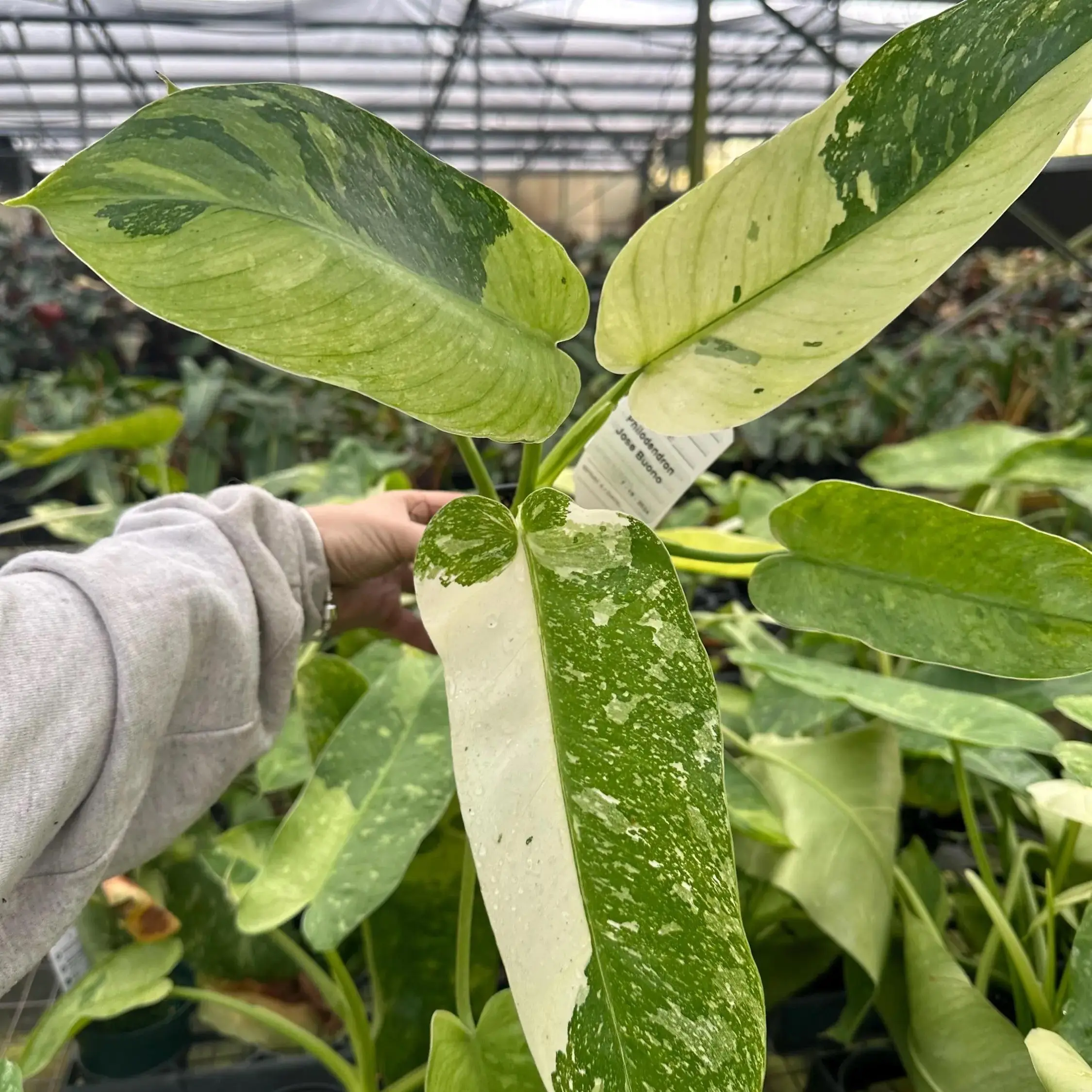 Variegated Philodendron Jose Bueno  Rare & Exotic Hybrid Philodendron,  Creamy White & Green Leaves, Medium, Air Purifying, Bright Light, Perfect  for Indoor Decor Tropical, Houseplants - TikTok Shop