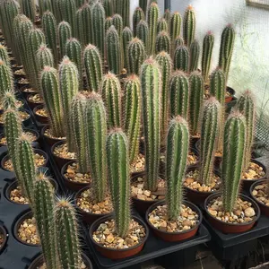 Pilosocereus maxonii (Leucocephalus) - Rare Collectible Cactus