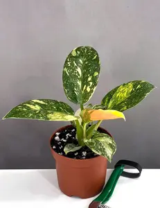 Philodendron Green Congo Nuclear
