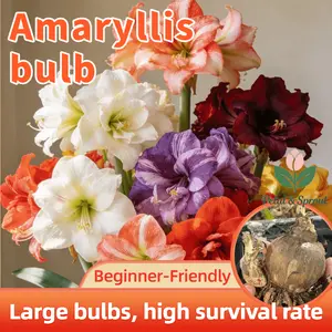 Hyacinth bulbs | Easy to grow, suitable for both indoor and outdoor, large bulbs, large flowers