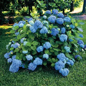 Nikko Blue Hydrangea – Live Plant – Quart Pot – 6-10" Tall – Blue Mophead Blooms – Perfect for Summer Gardens – No Ship to AK, HI & P.R.