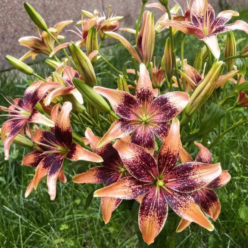 Grow Your Own Striking Spotted Lilies | Hardy Asiatic Lily Bulbs For Beginners