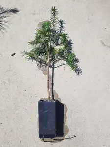 Nordmann Fir Tree for Sale Live Christmas Tree Seedling Sapling Cold Hardy Evergreen for Landscaping & Holiday Use Live Tree