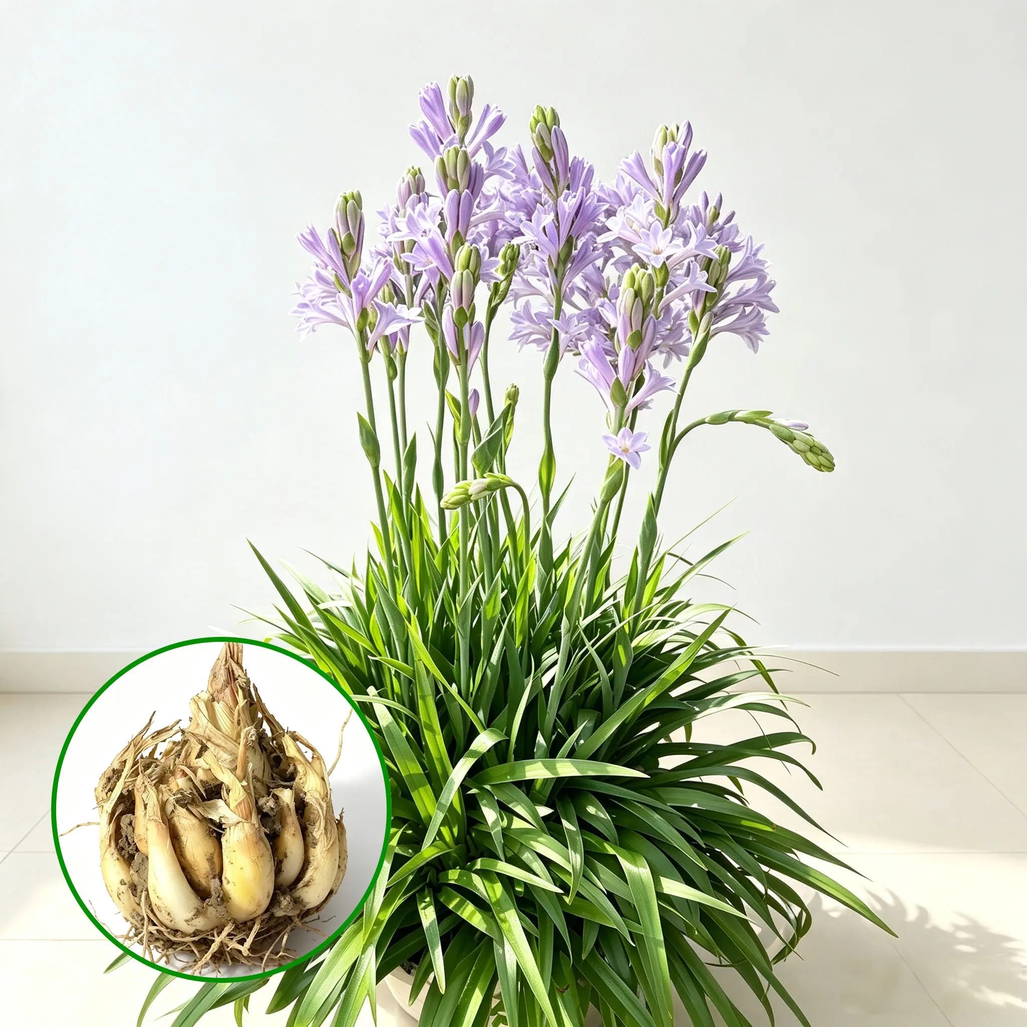 Tuberose Bulbs –  Easy to Grow Potted Plants for Home Garden