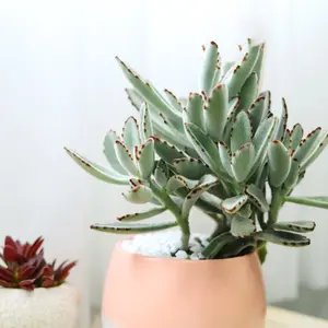 Panda Plant - Kalanchoe tomentosa