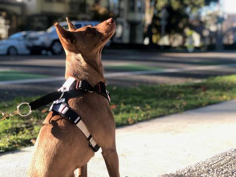 DUO 'Adapt' Original No Slip Dog Harness