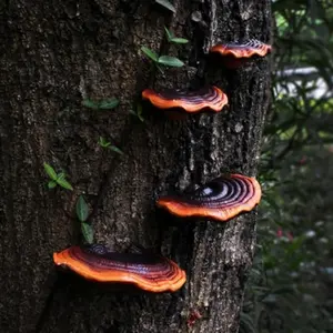 Realistic Reishi Mushroom Garden Decorations, Resin Craft Hanging Tree Ornaments, Villa Yard Decoration, Artificial Fungus Sculptures, Outdoor Decor, Garden Accessory