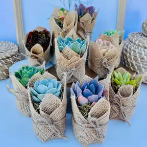 Succulent Favors in Burlap- Baby Shower Favors, Wedding and Party Favors
