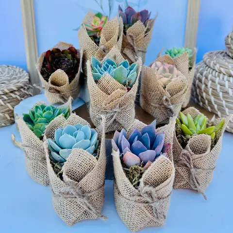 Succulent Favors in Burlap- Baby Shower Favors, Wedding and Party Favors